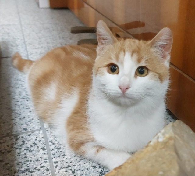 Bello - Katze vermisst, Hannover