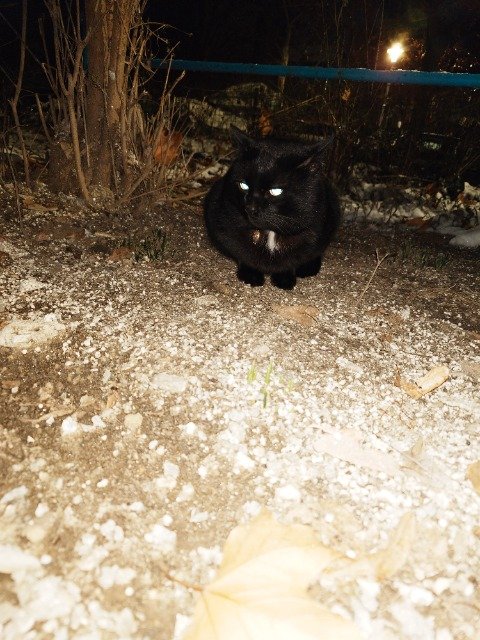 Miri - cat found, Bydgoszcz