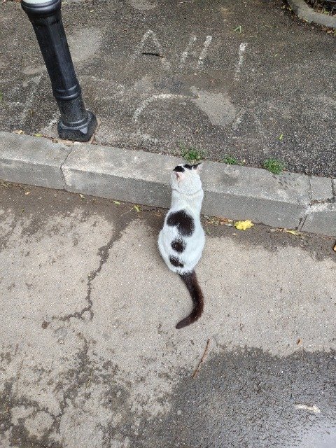Bibi - Katze gefunden, Bremen