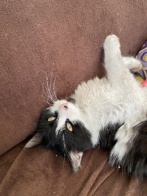 Muca - cat found, Celje