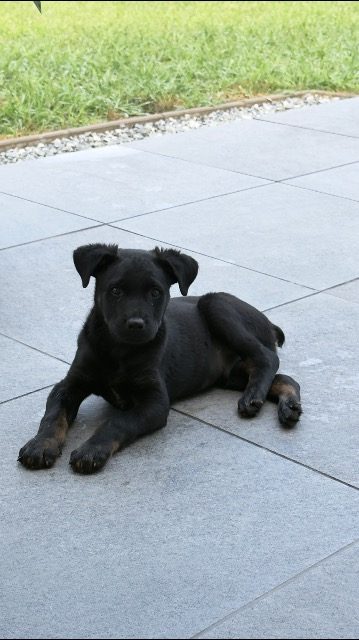 Picur - dog found, Kőbánya
