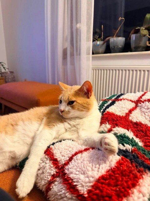 Miso - cat lost, Szczecin
