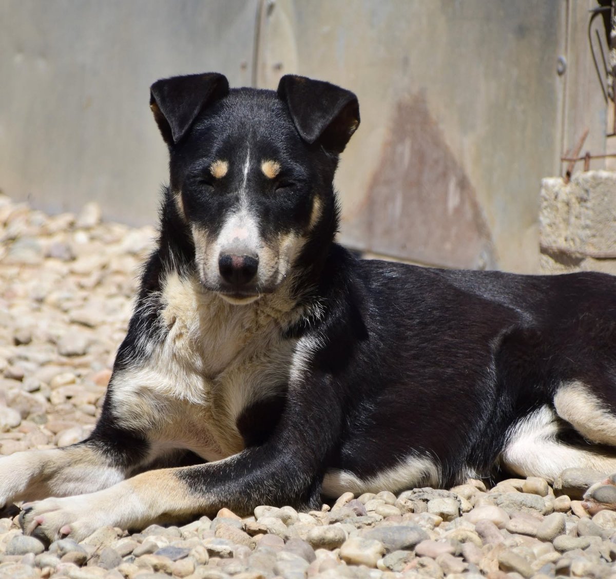 Niko - DO ADOPCJI, pies · mieszaniec · Częstochowa, Polska 3