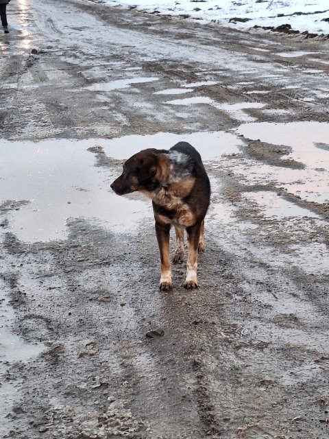 Juno - TROVATO, cane · meticcio · Catania, Italia 3