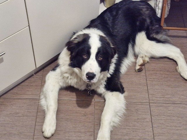 Lobo - PARA ADOÇÃO, cão · Pastor da Bucovina · Porto, Portugal 3