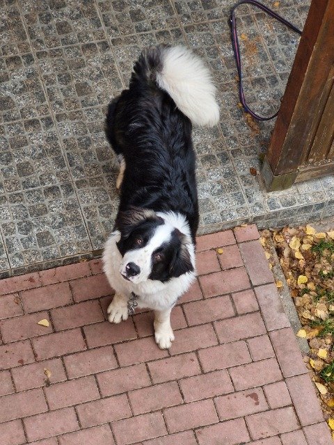 Lobo - PARA ADOÇÃO, cão · Pastor da Bucovina · Porto, Portugal 4