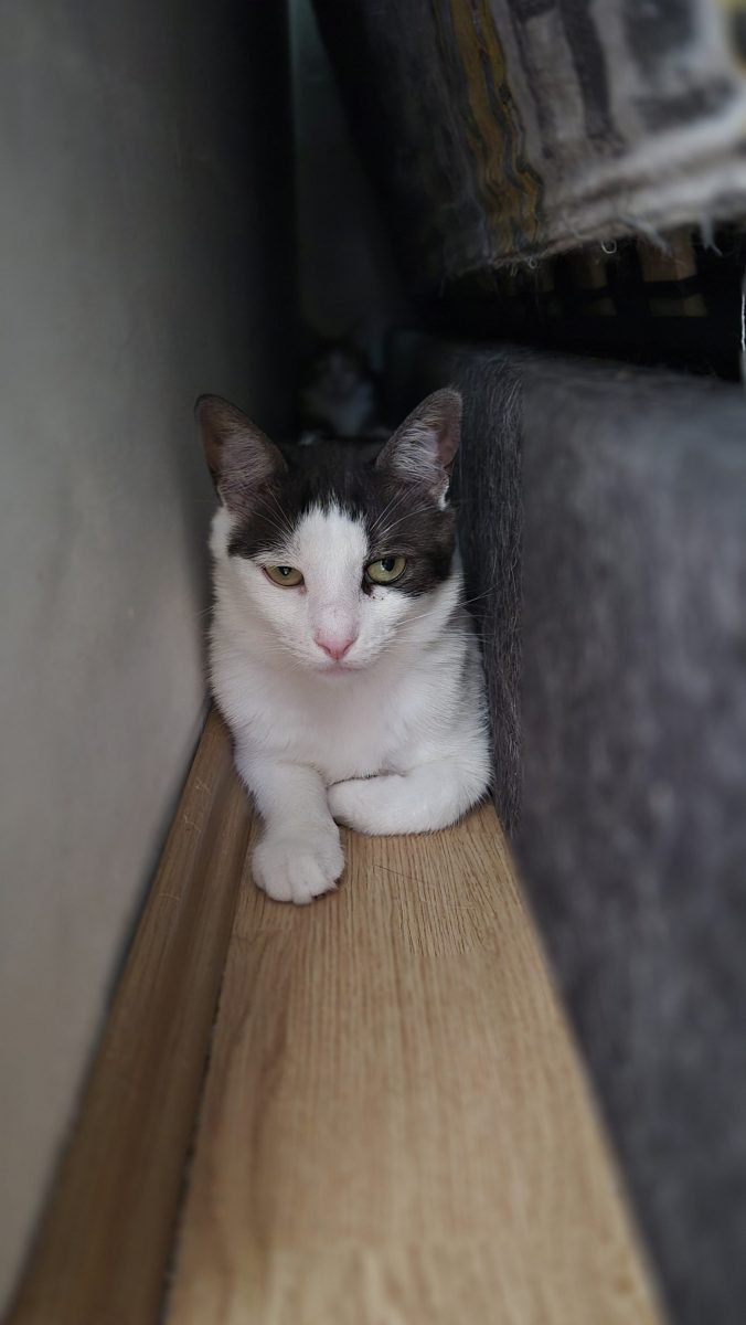 Sári - cat