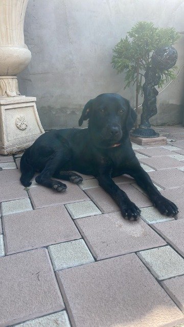 Bono - cão encontrados, Coimbra