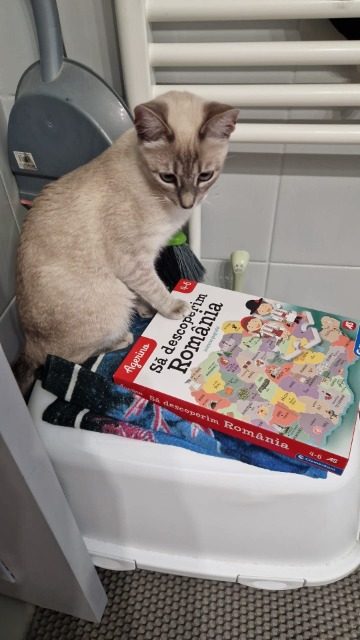 Szofi - cat lost, Budapest