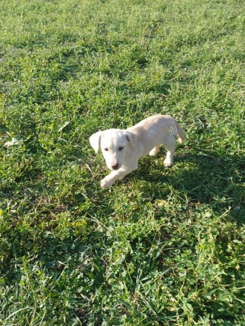 Loki - dog found, Wrocław