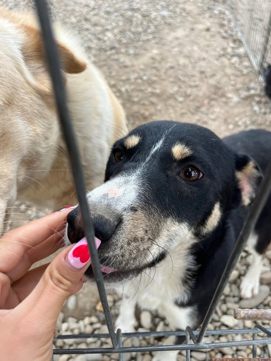 Niko - DO ADOPCJI, pies · mieszaniec · Częstochowa, Polska 4
