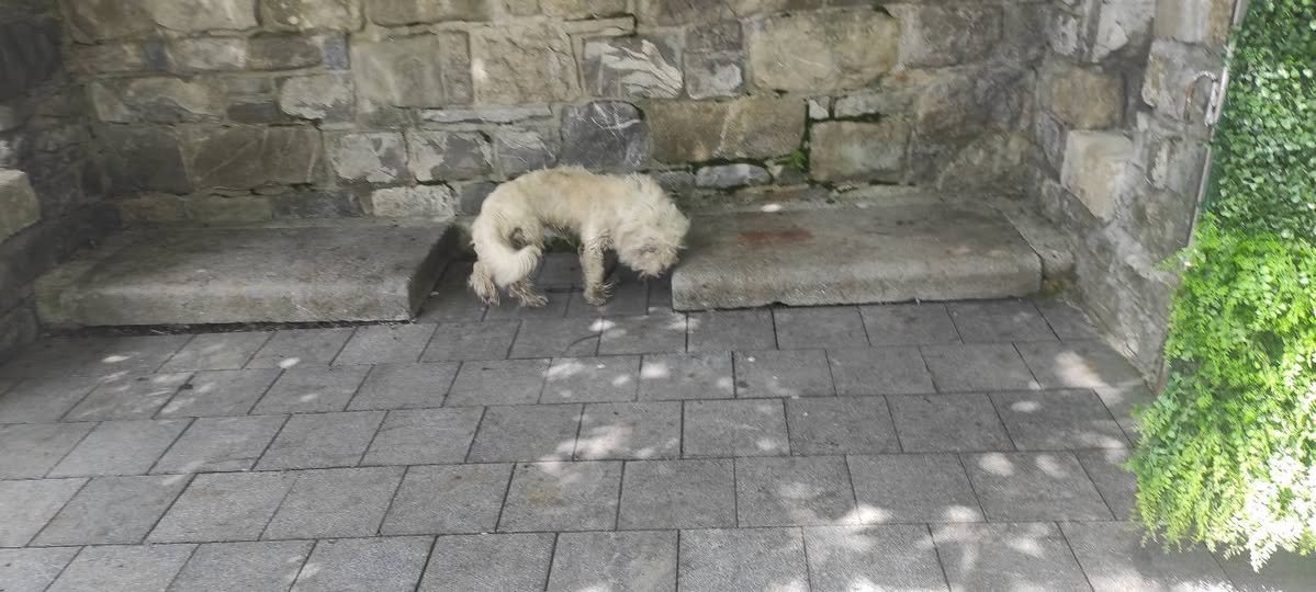 Pika - NAJDEN, pes · mešanec · Maribor, Slovenija 3