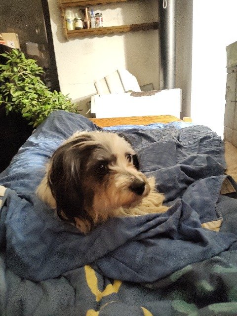Mila - dog found, Białołeka