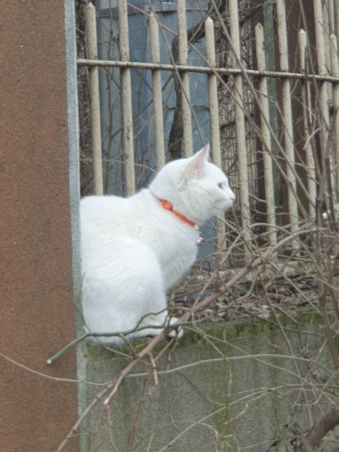Cleo - ENCONTRADO, gato · sem raça definida · Queluz, Portugal 3