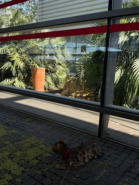 Sansa - DESAPARECIDO, gato · bengal · Porto, Portugal 3