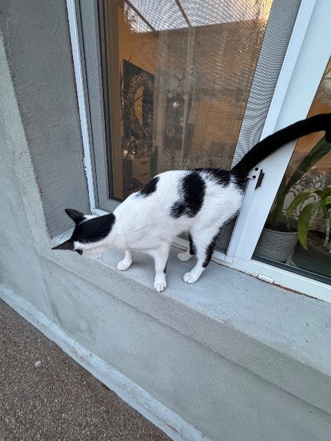 Polka - PERDIDO, gato · mestizo · Vigo, España 3
