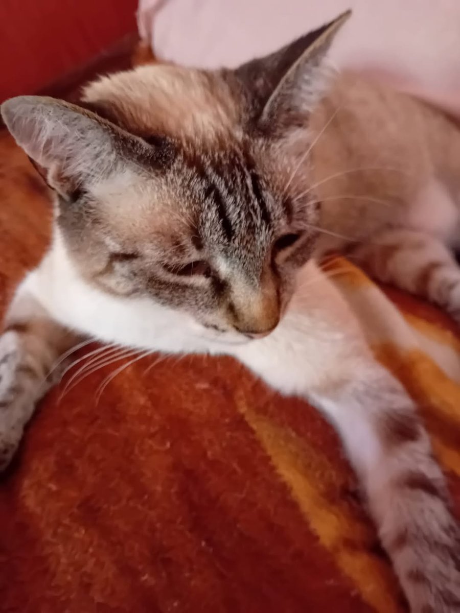 Zorro - Katze vermisst, Leipzig