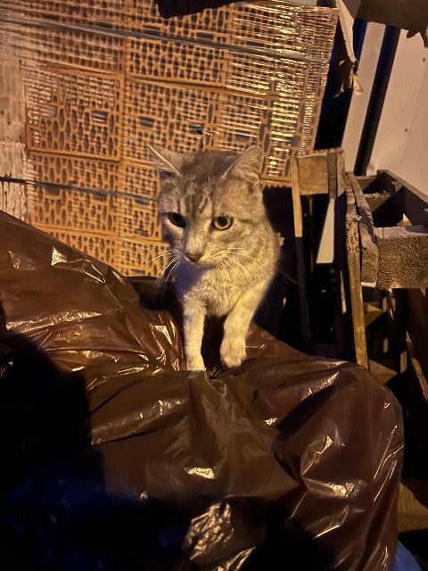 Burek - cat found, Łódź