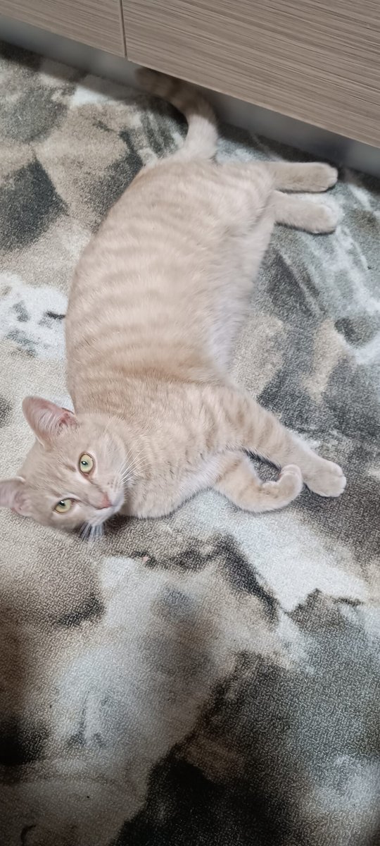 Timi - cat found, Tatabánya