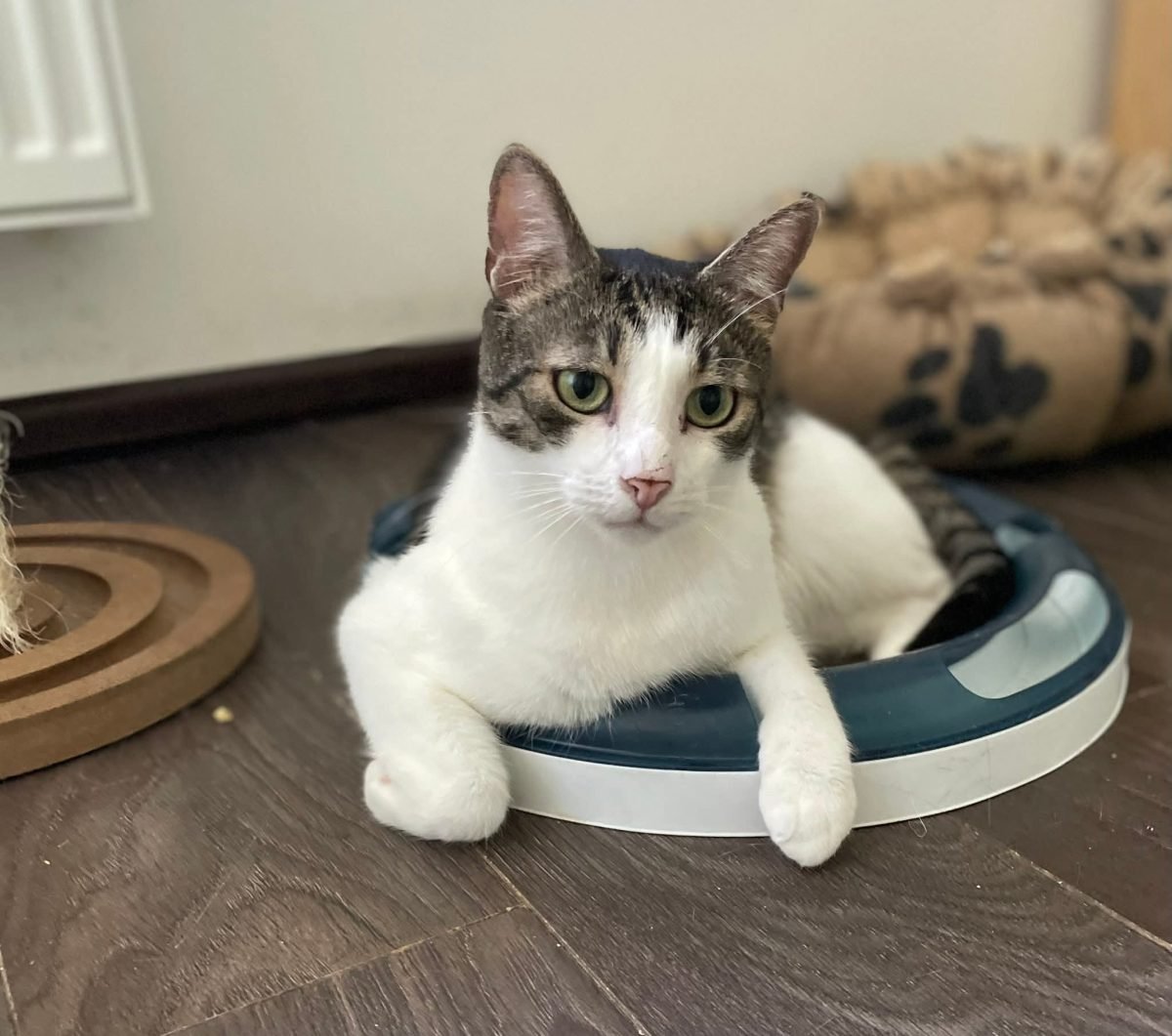 Félix - cat