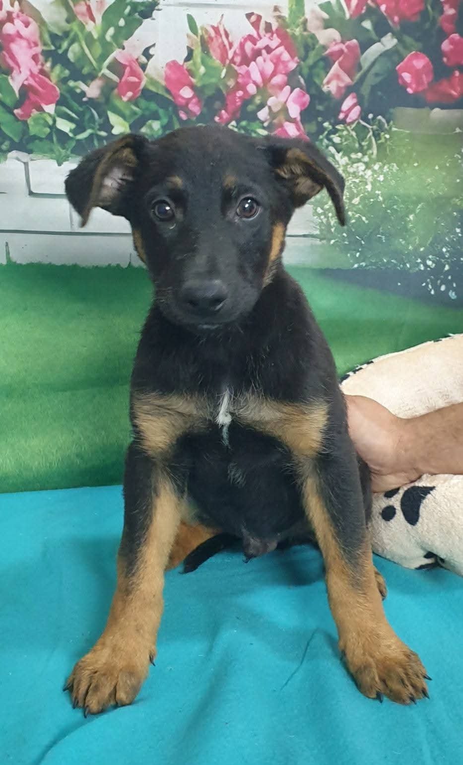Fani - dog lost, Lugos utca, Budapest, Hungary