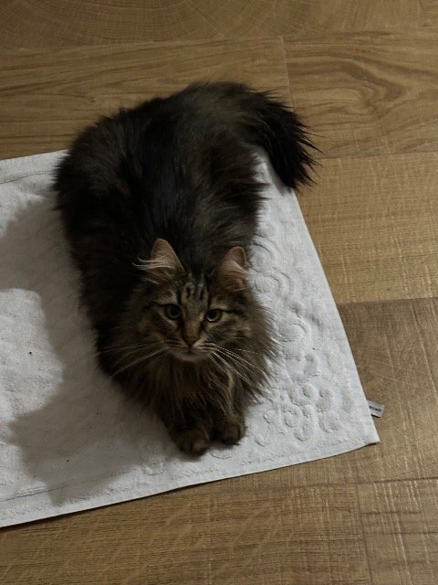 Solito - DESAPARECIDO, gato · Norueguês da Floresta · Braga, Portugal 3