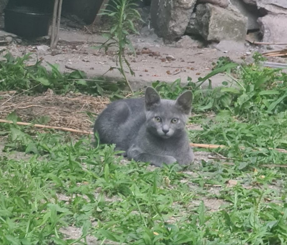 Hugo - gatto