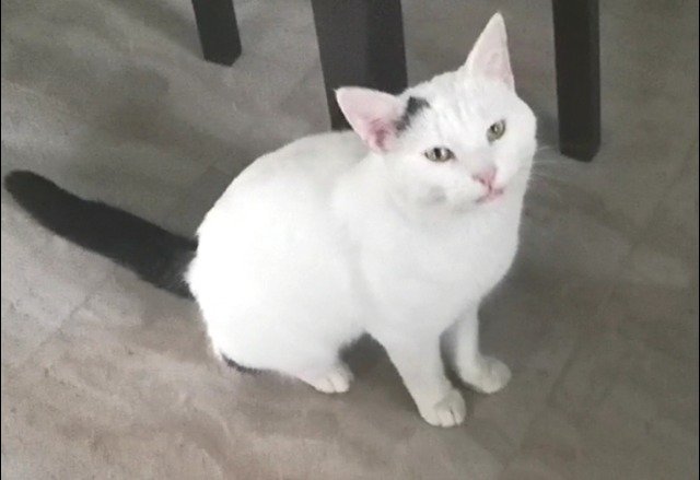 Rita - cat lost, Palma