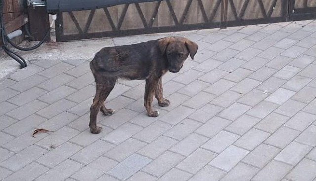 Fiete - ZU VERMITTELN, Hund · Mischling · Berlin, Deutschland 3
