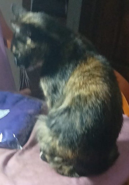 Oscarine - cat found, Lyon