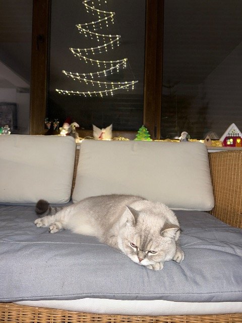 Tigrou - chat perdus, Marseille