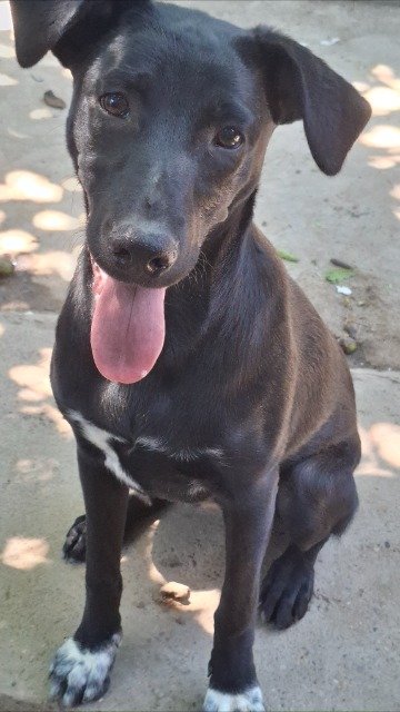 Nerone - dog