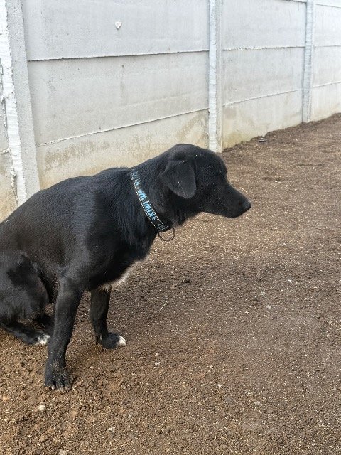 Apolo - dog found, Corroios