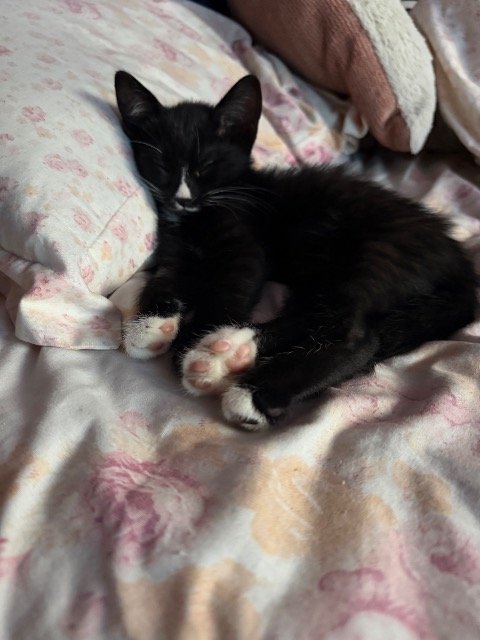 Puenktchen - ENTLAUFEN, Katze · Europäisch Kurzhaar · Bludenz, Österreich 4