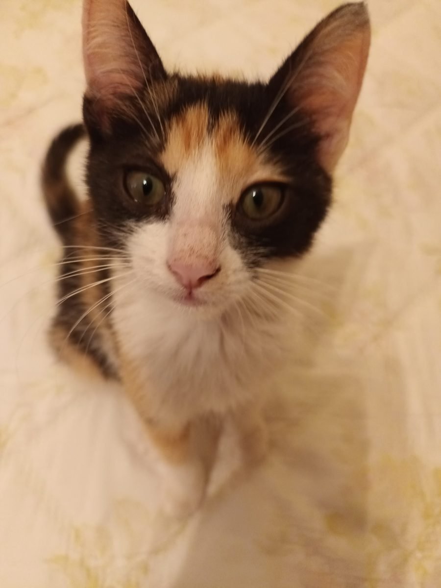Oli - cat found, Murcia