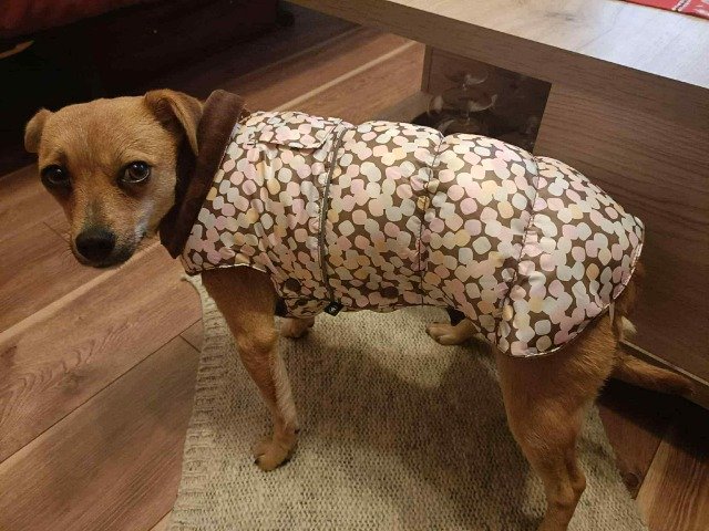 Leo - dog found, Berlin