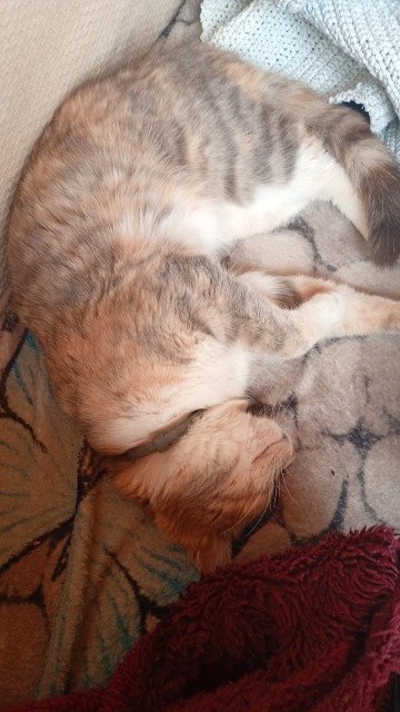 Nino - ENTLAUFEN, Katze · Europäisch Kurzhaar · Berlin, Deutschland 4