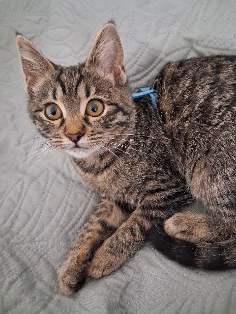 Oscarine - Perdu, chat · Sibérien · Lyon, France 4