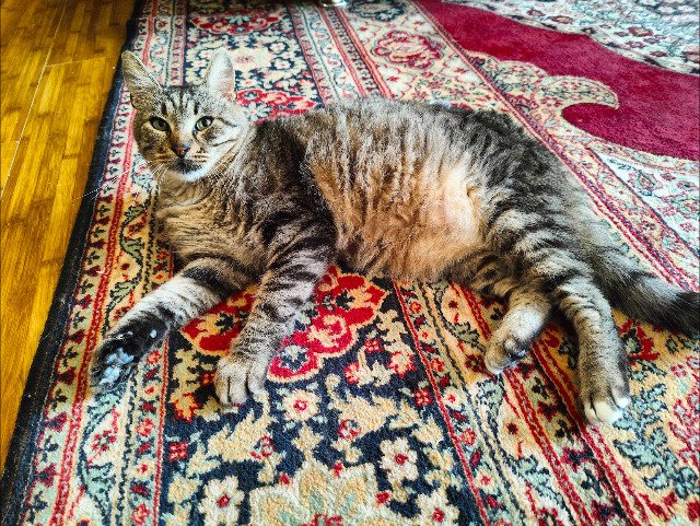 Selma - ZU VERMITTELN, Katze · Europäisch Kurzhaar · Essen, Deutschland 3
