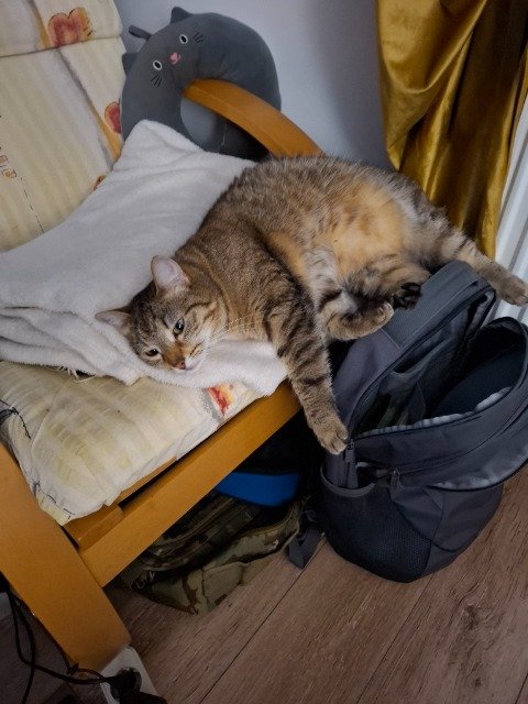 Tigris - ELVESZETT, macska · európai rövidszőrű · Miskolc, Magyarország 4