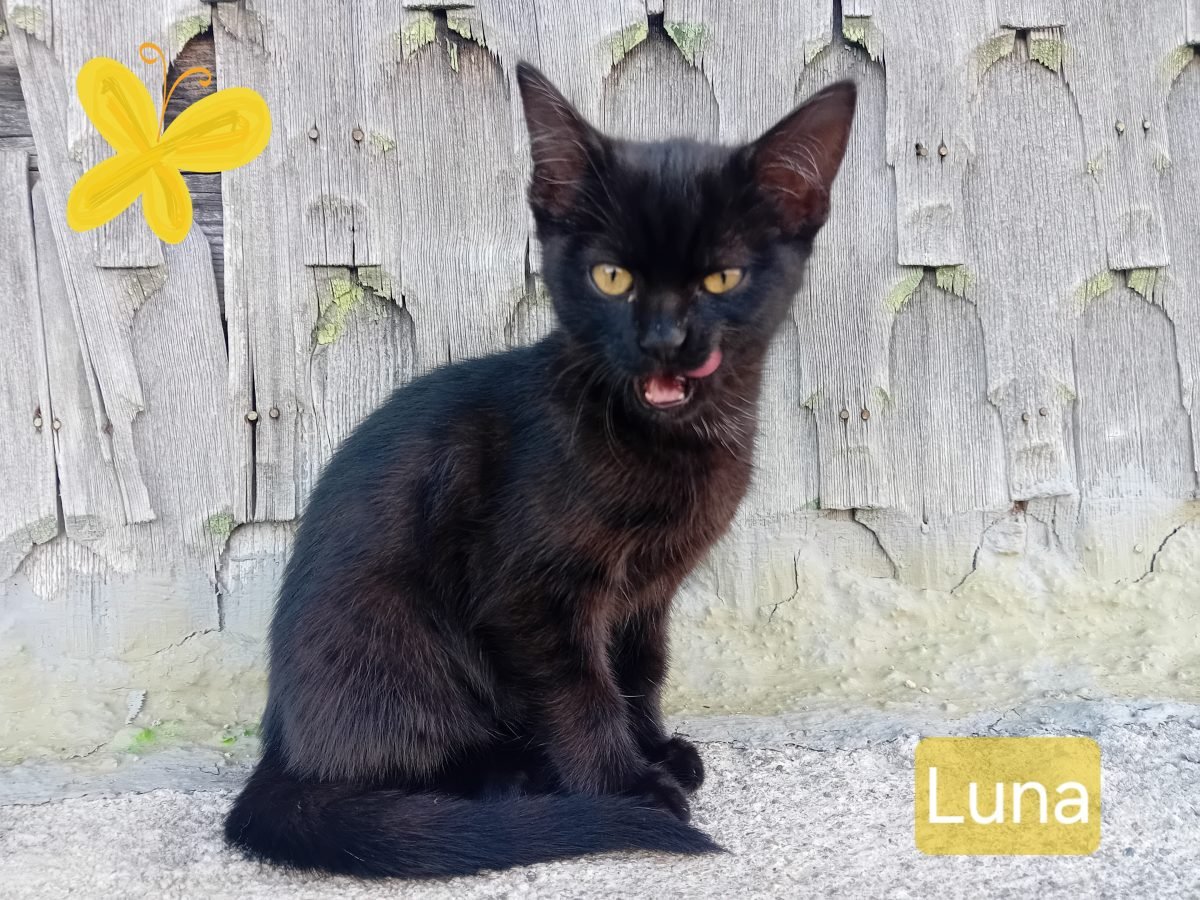 CocoCat - cat found, Zaragoza