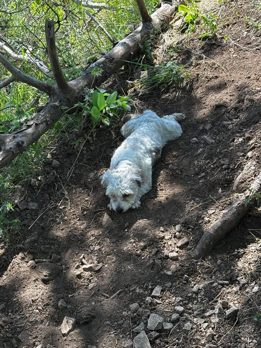 Bella - DO ADOPCJI, pies · mieszaniec bichona · Elbląg, Polska 3