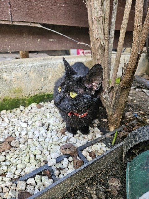 Figaro - chat retrouvés, Strasbourg