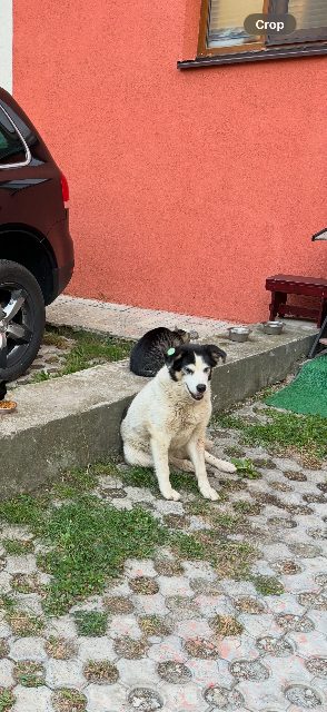 Minka - Hund vermisst, Margareten