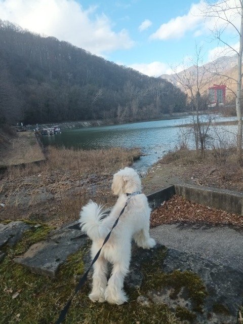 Jasper - chien perdus, Le Mans