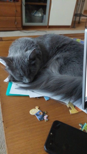 Gizmo - gato perdidos, Leiria