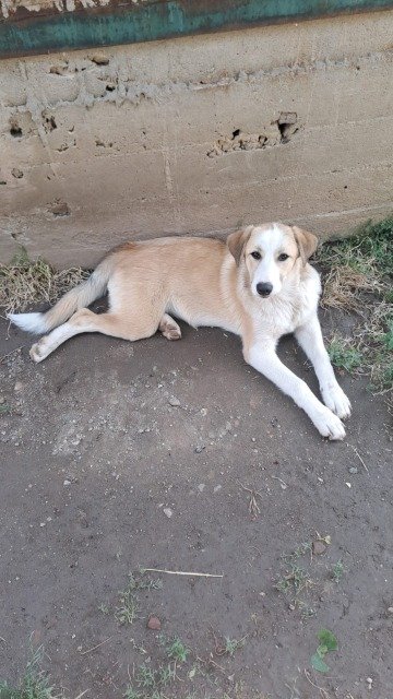 Kubuś - dog