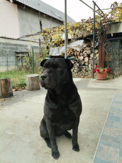 Koko - dog lost, Barcelona