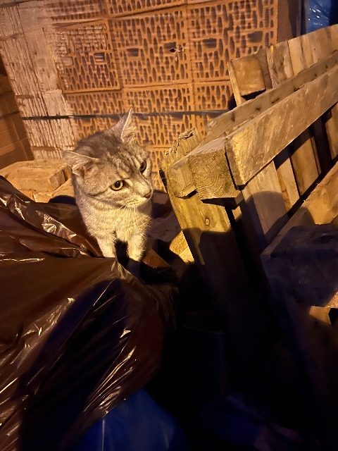 Rocky - Katze gefunden, Wuppertal