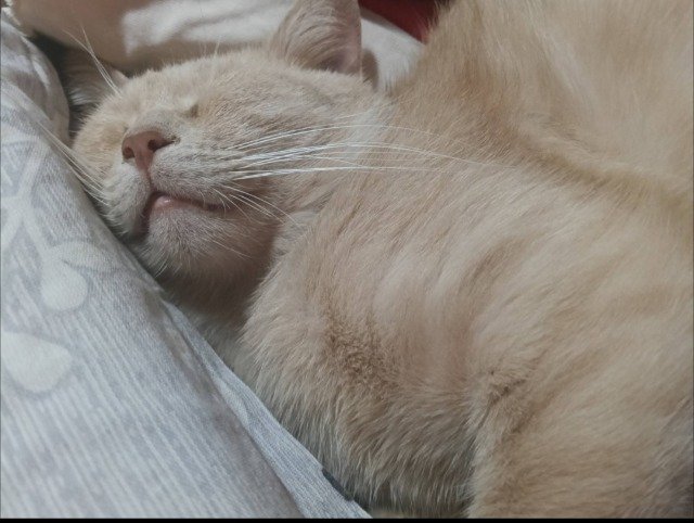 Jade - SMARRITO, gatto · europeo · Catania, Italia 3